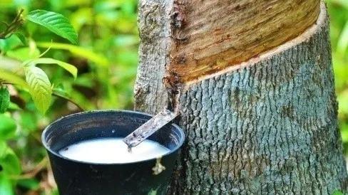 RCEP中的商品歸類——東盟商品篇  