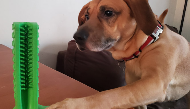 寵物用品爆發(fā)“侵權(quán)潮”，上百家店鋪栽了