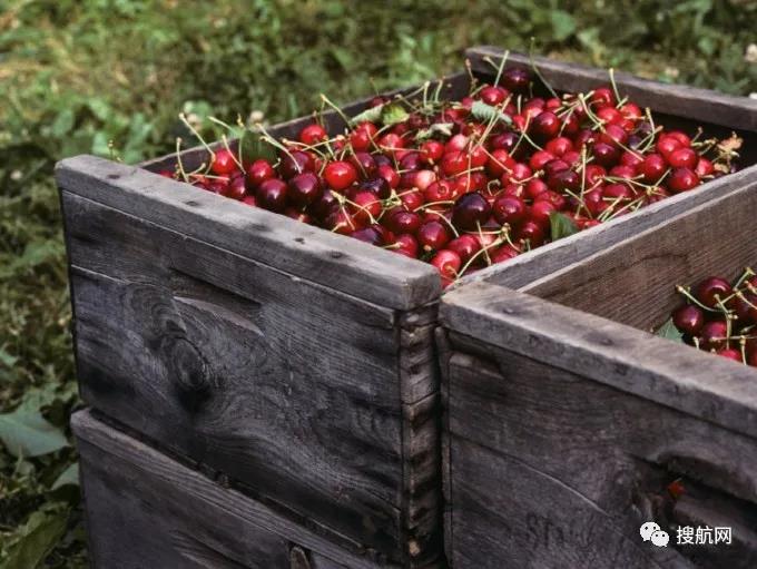 冷藏箱短缺促使季節(jié)性貨物走向空運(yùn)，航空貨運(yùn)市場面臨更大壓力