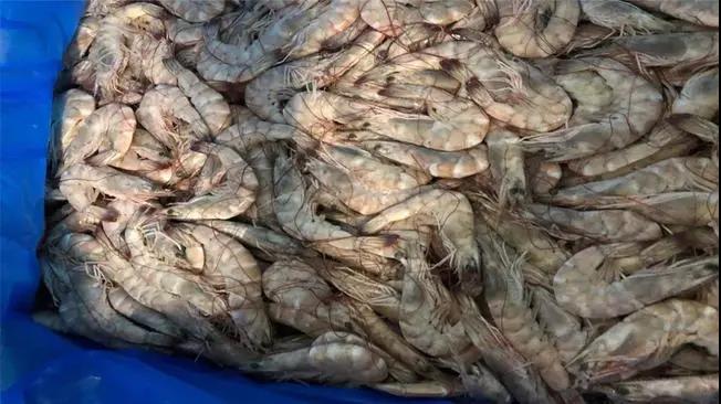 1000個(gè)集裝箱被拒絕接收！