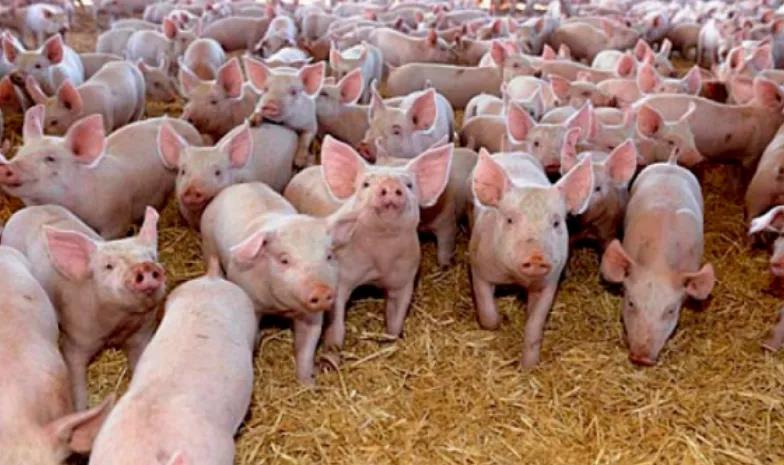 印度暴發(fā)高危新疫情，“尚無(wú)疫苗”！巴西發(fā)現(xiàn)兩例非典型瘋牛病病例！10萬(wàn)頭英國(guó)豬慘了