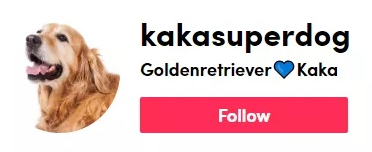 萌寵市場如火如荼，TikTok電商賣家該如何玩好“它經(jīng)濟(jì)”？