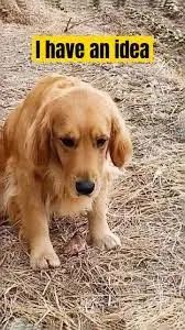 萌寵市場如火如荼，TikTok電商賣家該如何玩好“它經(jīng)濟(jì)”？