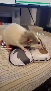 萌寵市場如火如荼，TikTok電商賣家該如何玩好“它經(jīng)濟(jì)”？