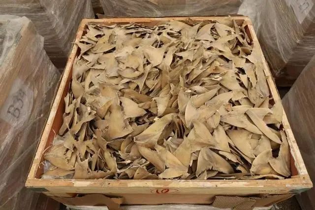 涉約3億港元！香港海關破獲今年最大宗海路走私案