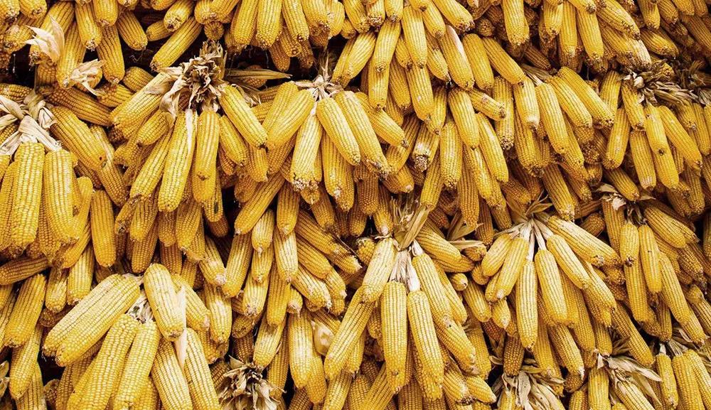 中國去年糧食進(jìn)口1.4億噸 成國際干散貨市場新亮點