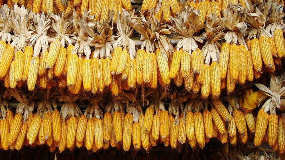 同比增長(zhǎng)11倍！中國(guó)玉米進(jìn)口量創(chuàng)歷史新高
